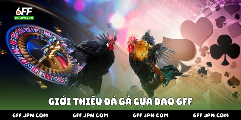 Giới thiệu đá gà cựa dao 6FF