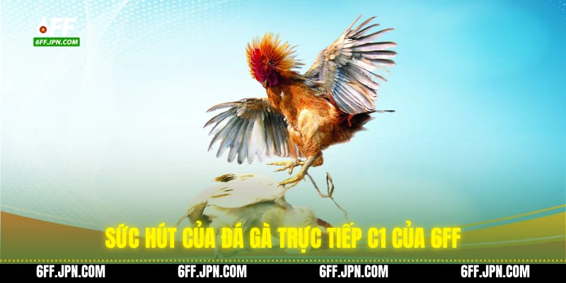 Sức hút của đá gà trực tiếp C1 của 6FF